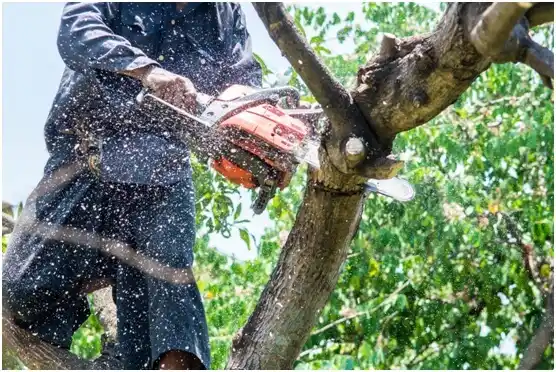 tree services Sherando